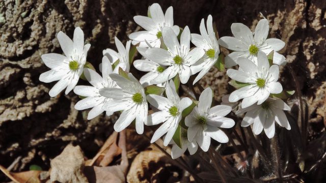 (A) Bloodroot Marcy's Woods 26 Apr 2015